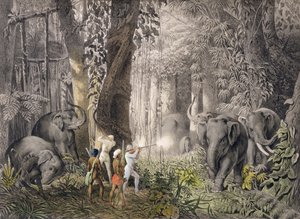 Elephant hunt in the region of Logalla, from Travels of Prince Emanual Andrasy in Eastindian Ceylon, Java, China and Bengal by Emanuel Andrasy